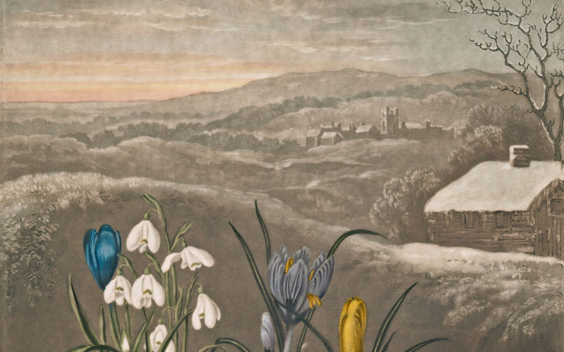 30 The snowdrop, 1807. The New York Public Library.