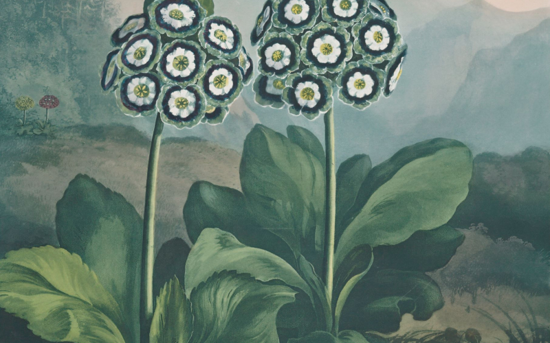 4 A group of auriculas, 1807. The New York Public Library.