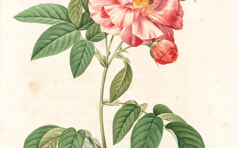 11 Rosa Gallica Versicolor; Rosier de France a fleurs panachees (syn) The New York Public Library