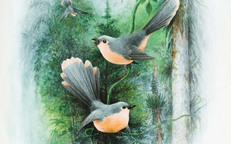 35 Fantail Wrens