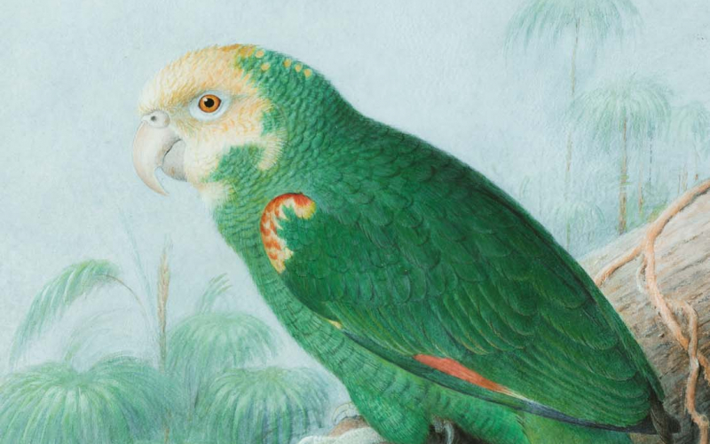 8 1 Yellow-headed Amazon Parrot