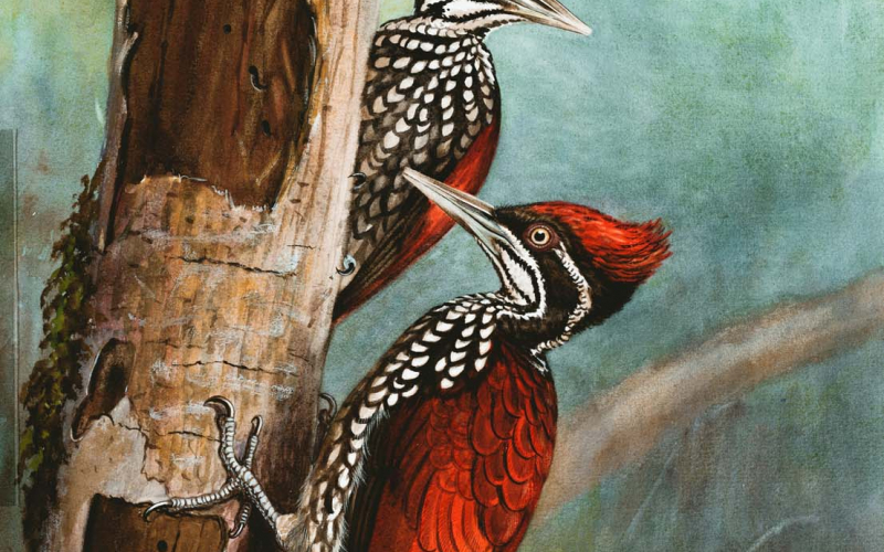 8 2 Crimson-backed Woodpecker